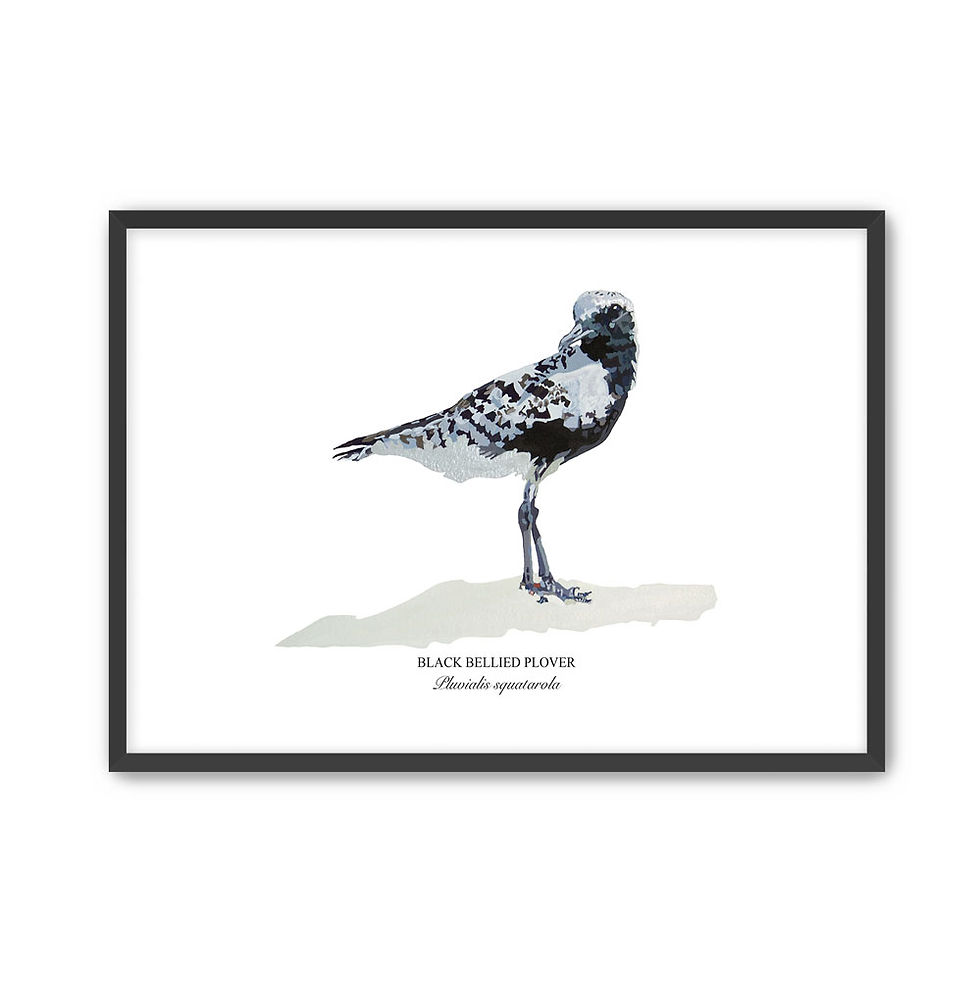 Thumbnail: Black Bellied Plover Paper - Framed