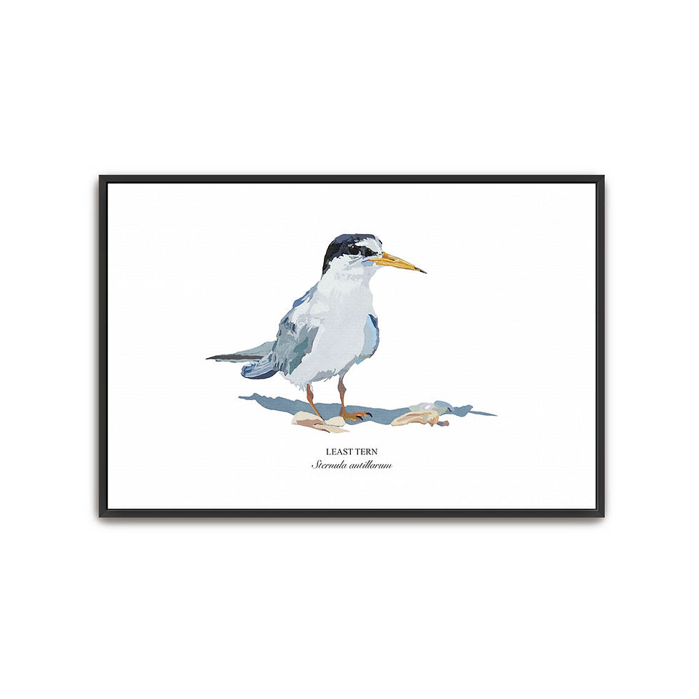 Thumbnail: Least Tern Canvas - Framed