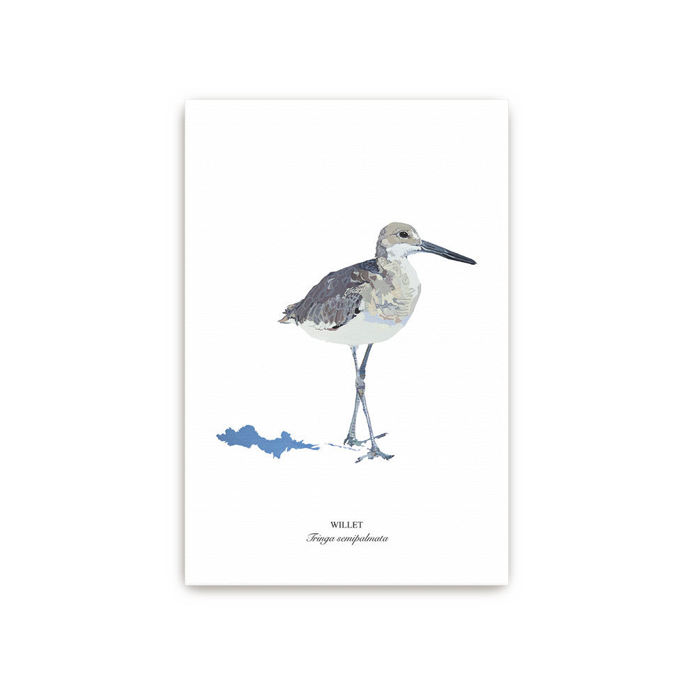 Willet No. 2 Canvas - Unframed