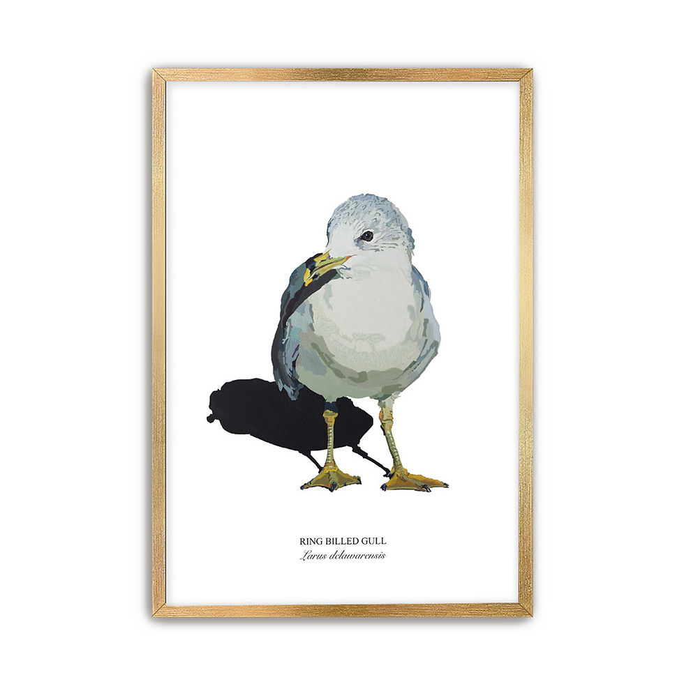 Thumbnail: Ring Billed Gull Paper - Framed