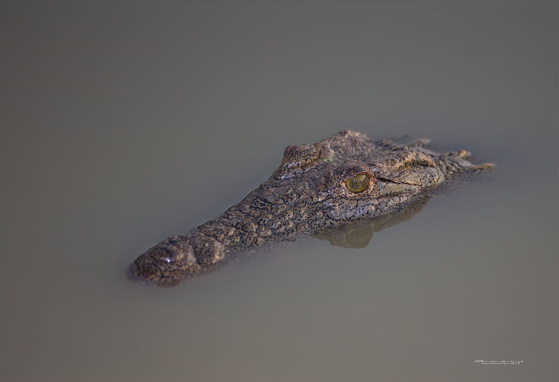 Crocodile 