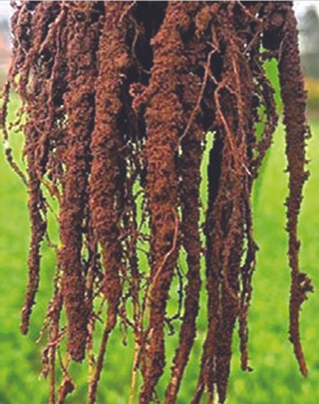 Roots, well-coated with the help of MF.