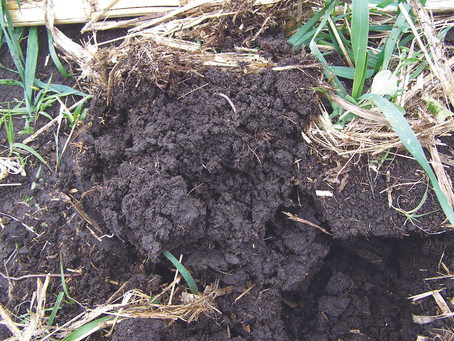 The Importance of Mychorrhizal Fungi