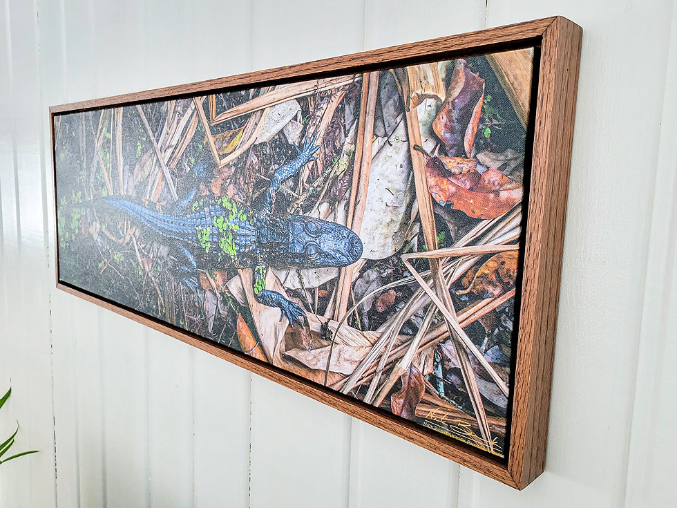 Alligator (Oak Frame)