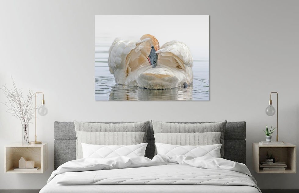 Thumbnail: Swan Lake