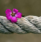 Bild von Leopictures auf Pixabay.jpg