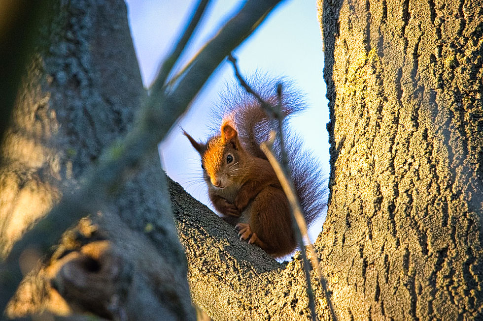 Eichhörnchen auf dem Baum