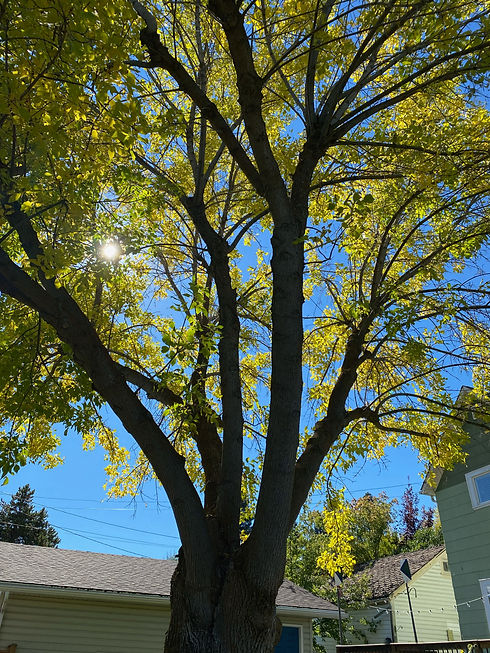 Backyard of the home based clinic with big tree and back of house