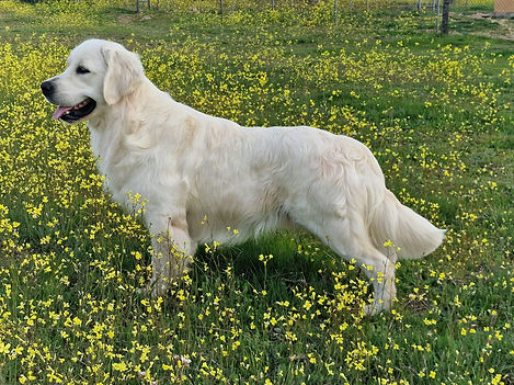 Macho Golden Retriever