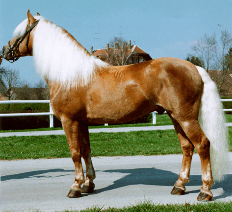 Halflinger