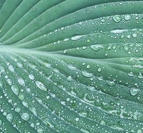 dewdrops_edited.jpg