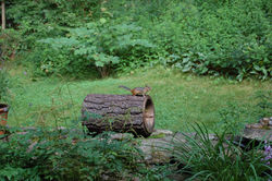 Chipmunk