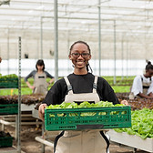 happy-cheerful-african-american-farm-worker-holding-crate-full-local-eco-friendly-ripe-lea