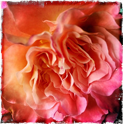 YoniSteamRitual San Graf