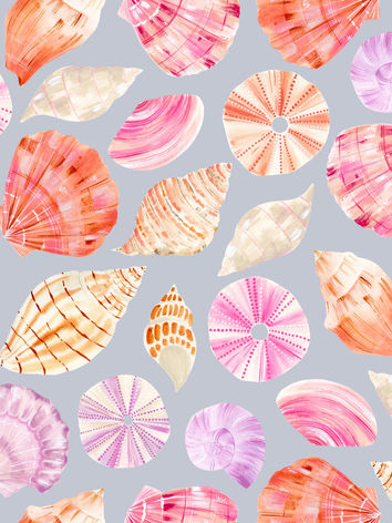 shells.jpeg