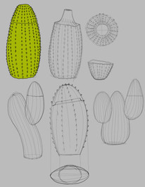 sketch cactus
