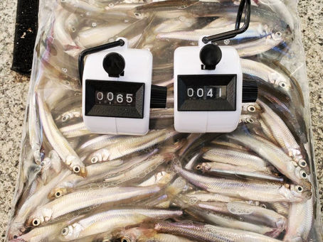 2時間位の釣果です。