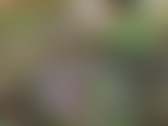 お庭の植木