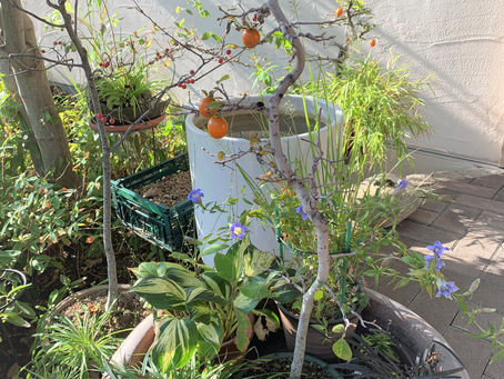 11月