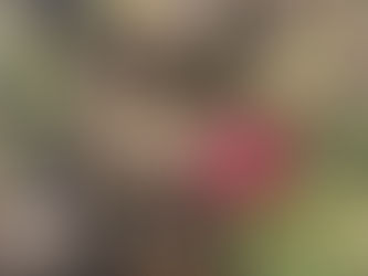 梅