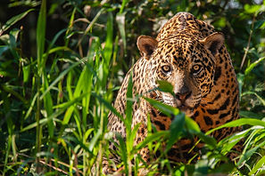 Pantanal Jaguar.jpg