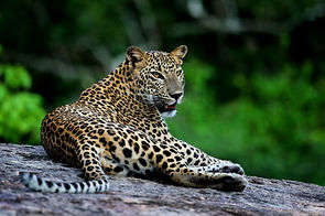 Wild-Coast-Yala-leopard-sitting.jpg