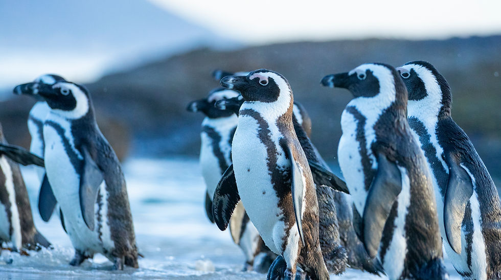 Header-Image.-Credit-Steve-Benjamin.jpg