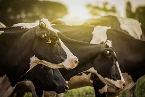 Cattle%20at%20Sunrise_edited.jpg