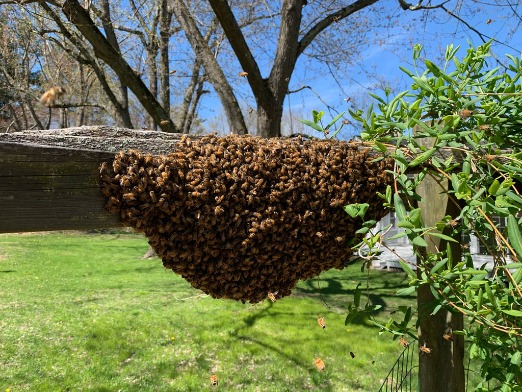 BEEKEEPING RESOURCES Connecticut Beekeepers Association