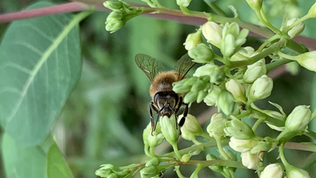 Bee on green buds, gathering nectar. Background of leaves and stems. Close-up shows intricate bee wings and budding flowers.