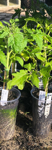 Plant Sale Preview Tomatoes - April 23, 2022.jpg