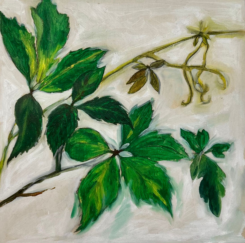 Ivy