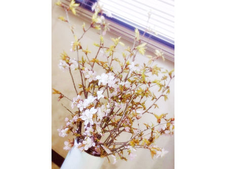 【本日のオピス・北海ホテル】桜の季節