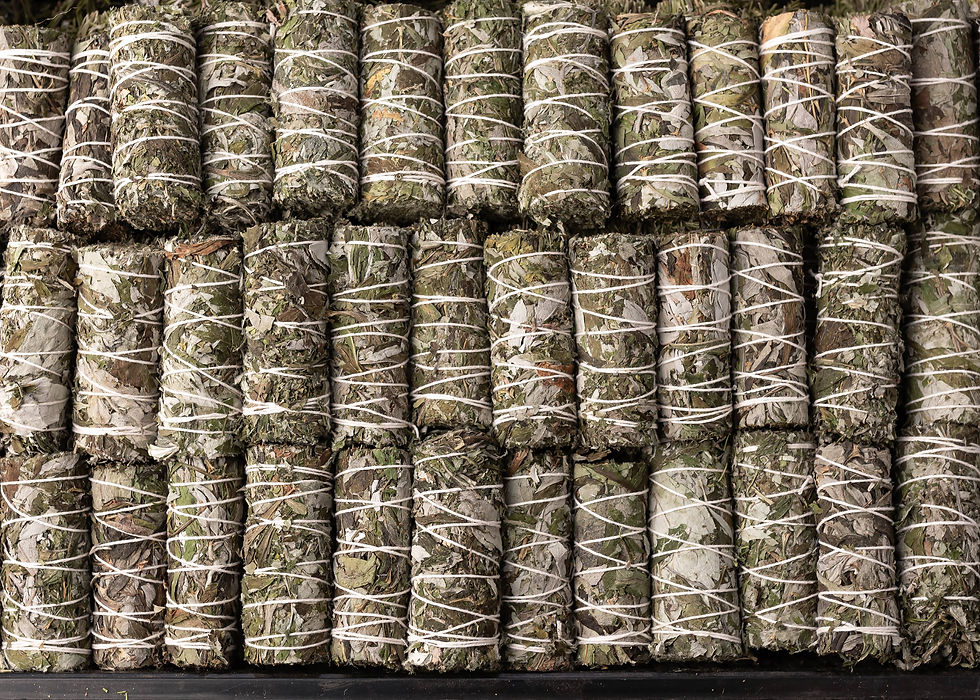 Mugwort smudge wands, dried