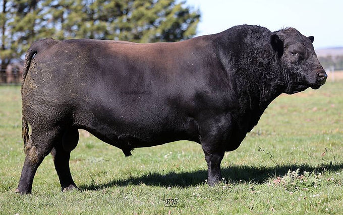 ArdrossanNectarQ67.jpg
