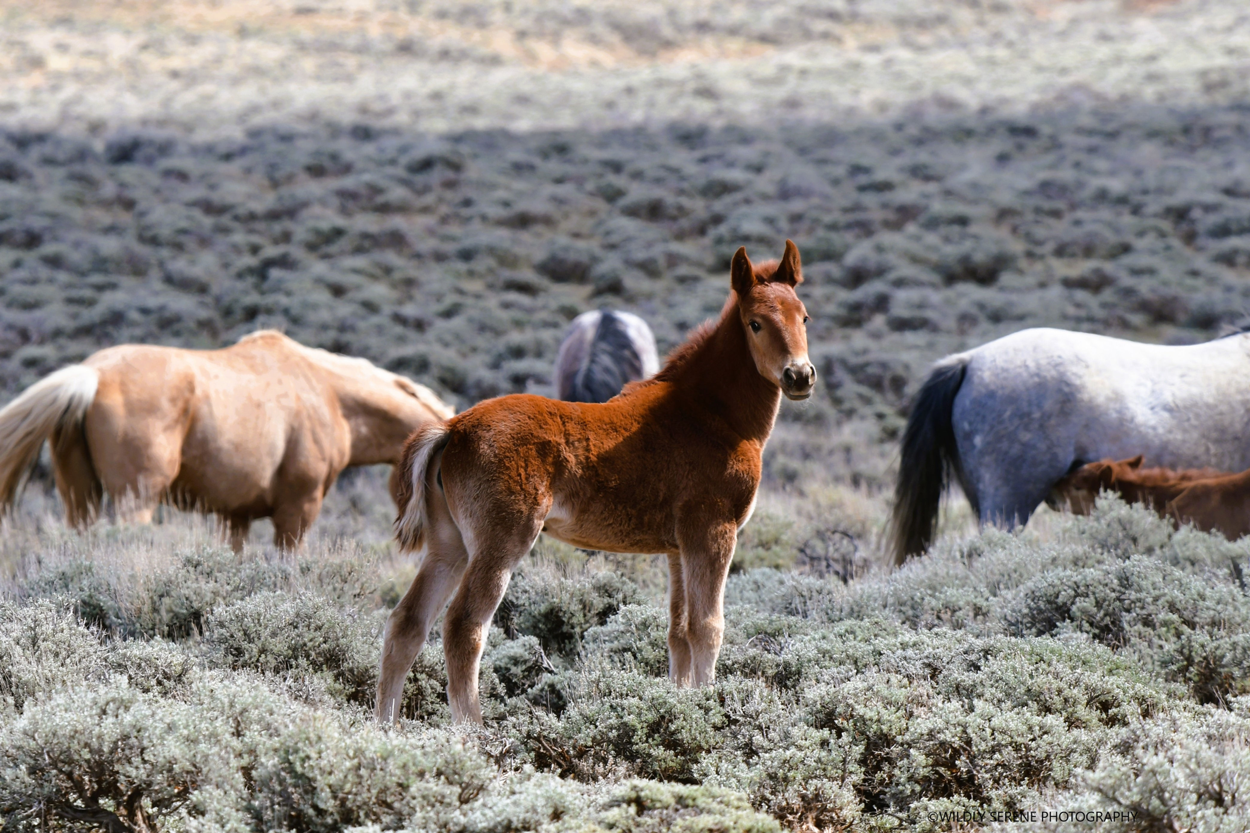 Salt Creek Wells 704(3)