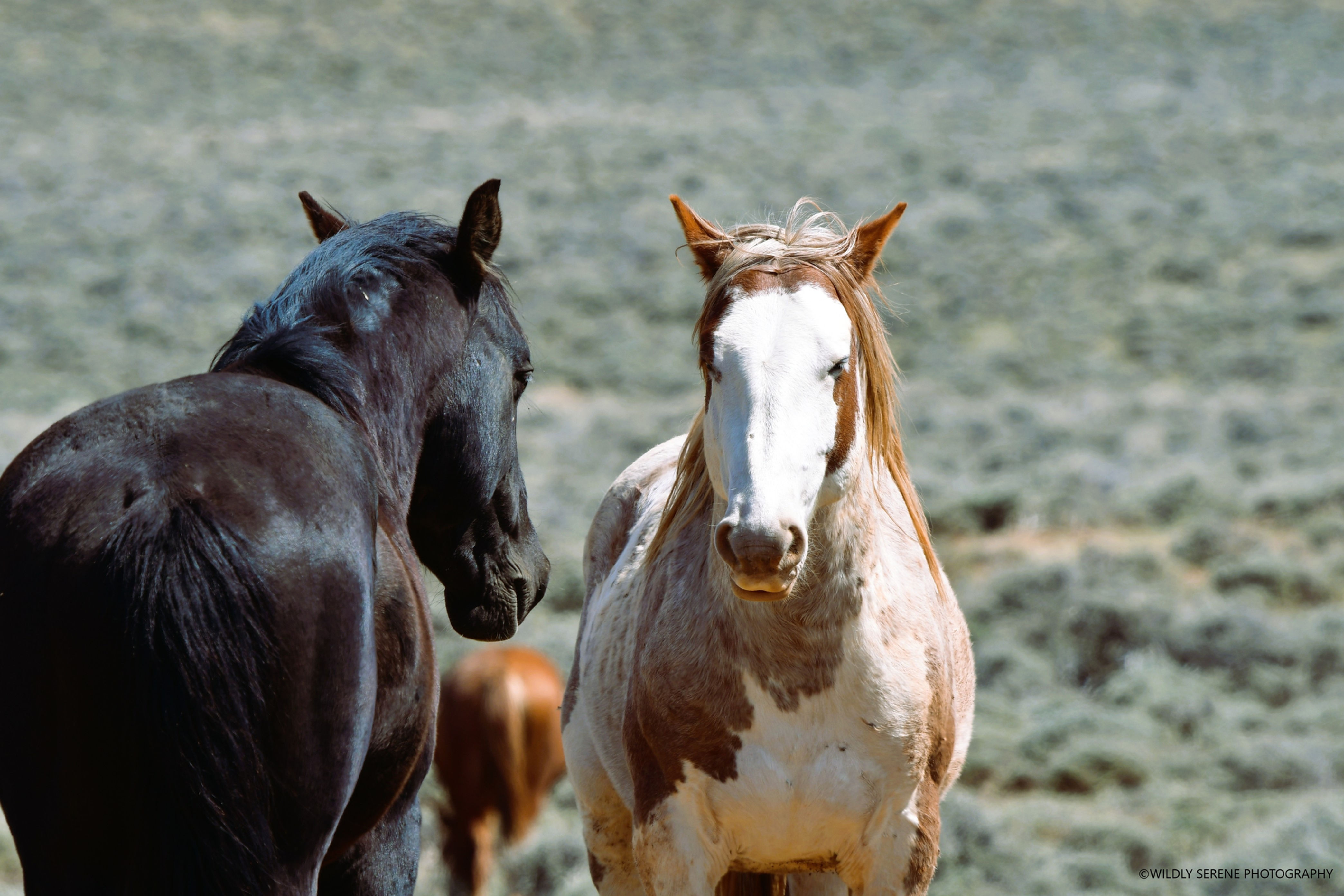 Salt Creek Wells 595(3)