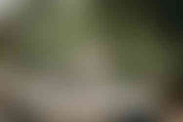 Dopo il lancio del riso, lo sposo e la sposa fuggono via