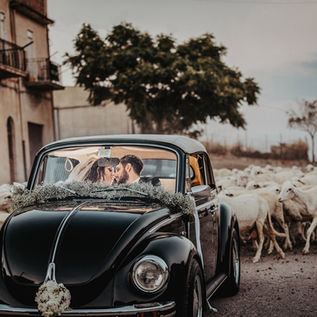 Matrimonio in Sicilia. Gli sposi nel maggiolone, in mezzo ad un gregge di pecore. 