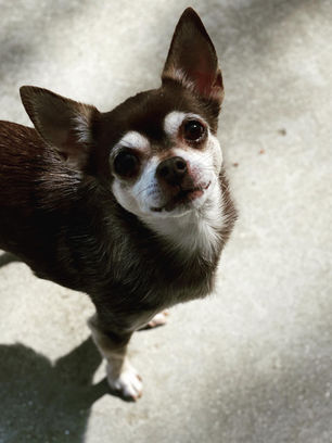 Lodge dog 2