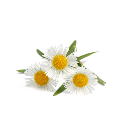 Chamomile Extract