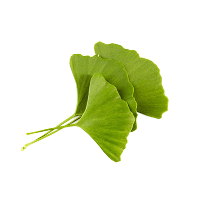 Ginkgo-Biloba