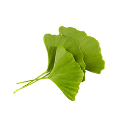 Ginkgo-Biloba