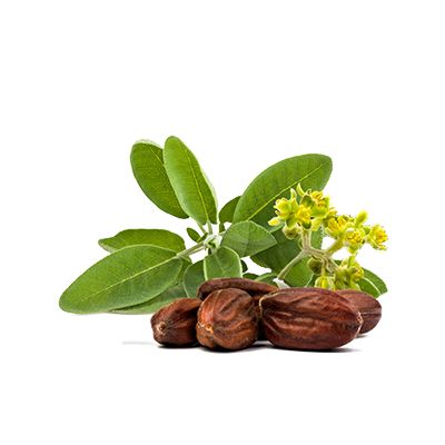 Jojoba Oil