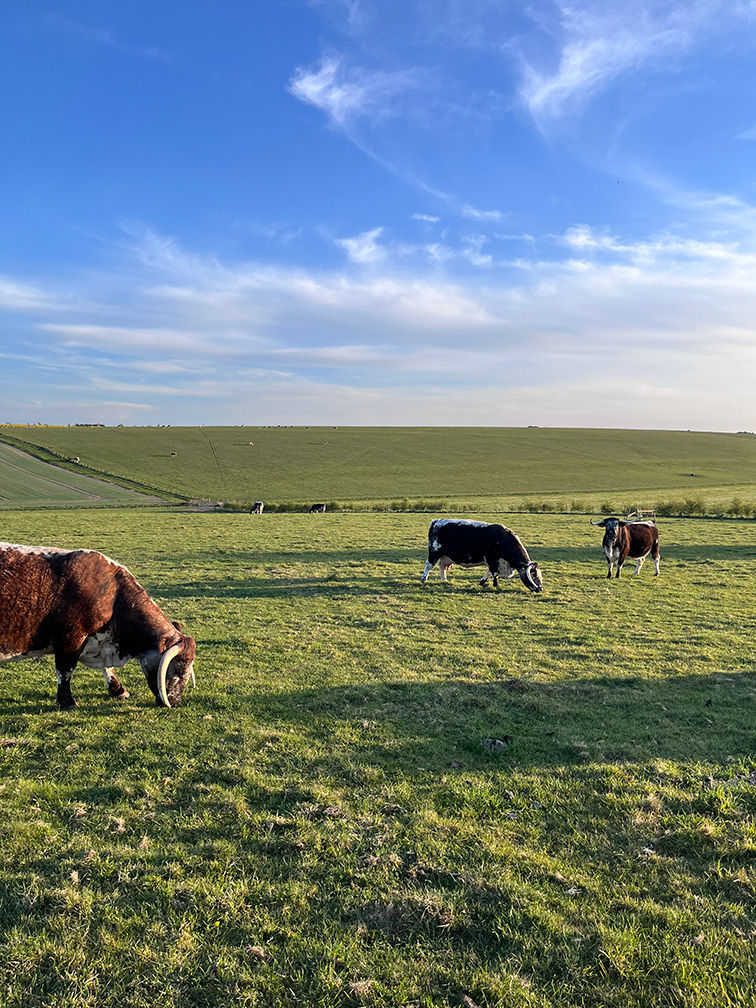 Picture of our cos grazing