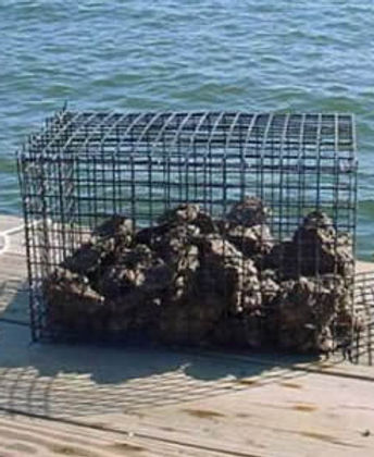 oyster-cage-spat.jpg