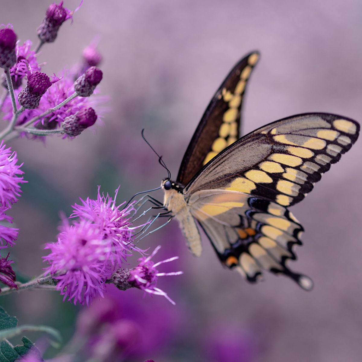 Total Transformation