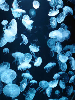 月曜日ですが営業します!🎉