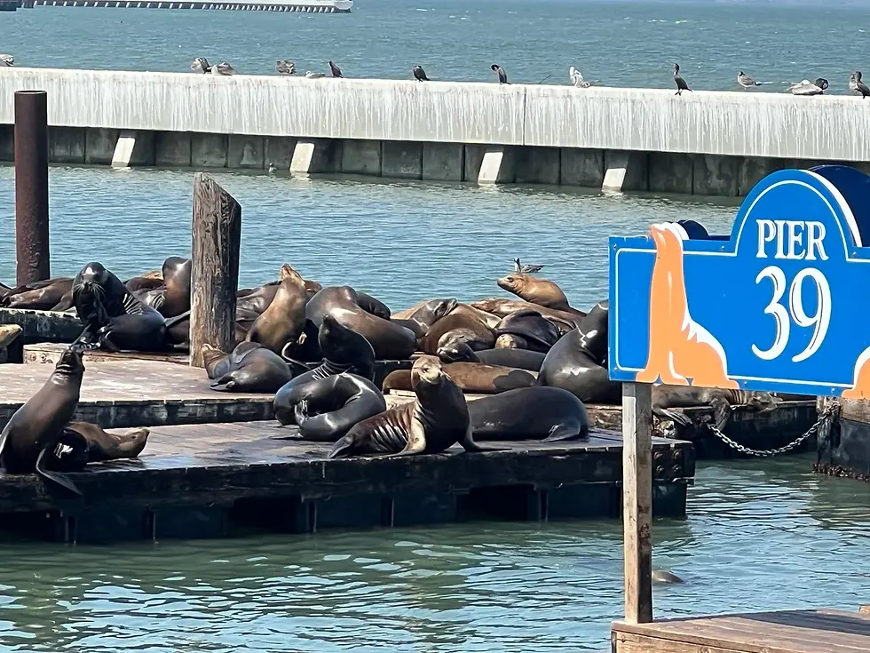 Sea lions resting together on floating docks at Pier 39 in San Francisco, with seabirds perched on the breakwater behind them.