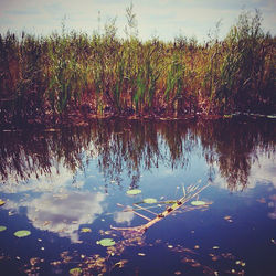 #лотосовый_пруд, #Ка лугалэнд , #пейзаж, #камыш,  #вода, #kalugaland